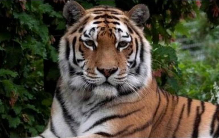 Un tigre siberiano en una foto de archivo. / GETTY IMAGES