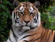 Un tigre siberiano en una foto de archivo. / GETTY IMAGES