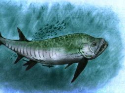 El espécimen pertenece al género Xiphactinus, de entre los peces depredadores de mayor tamaño. TWITTER / @CTyS_UNLaM