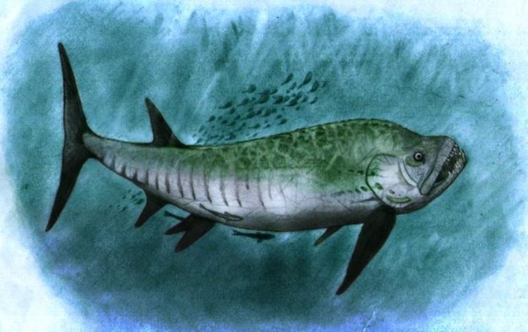 El espécimen pertenece al género Xiphactinus, de entre los peces depredadores de mayor tamaño. TWITTER / @CTyS_UNLaM