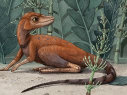 Kongonaphon kely fue un diminuto antecesor de los dinosaurios que era más pequeño que un teléfono celular. AP / ARCHIVO
