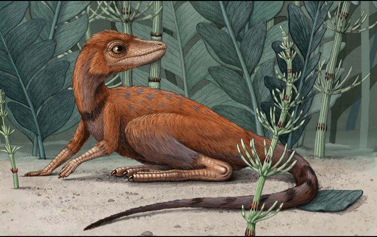 Kongonaphon kely fue un diminuto antecesor de los dinosaurios que era más pequeño que un teléfono celular. AP / ARCHIVO