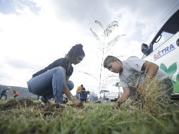 Extra A.C. entregó 100 mil 052 árboles en 2019, a los que se sumaron 16 mil 516 adoptados en los primeros meses de este año. EL INFORMAODR/Archivo