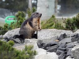 La comisión de salud china prohibió la caza y consumo de animales que puedan transmitir la peste hasta fin de año, en particular las marmotas. EFE / ARCHIVO