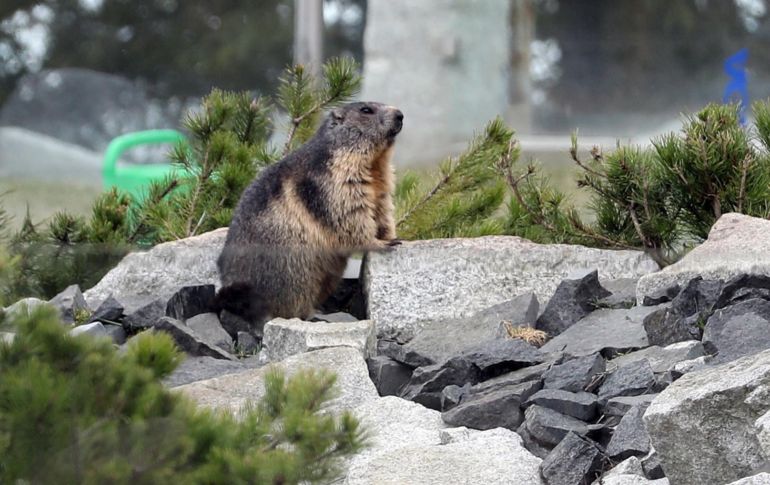 La comisión de salud china prohibió la caza y consumo de animales que puedan transmitir la peste hasta fin de año, en particular las marmotas. EFE / ARCHIVO