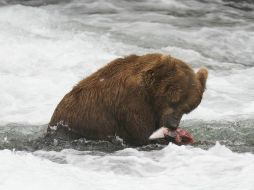 Las técnicas para cazar osos incluyen atraerlos con rosquillas, usar linternas para cegarlos o dispararles mientras hibernan con sus cachorros. AP/ARCHIVO