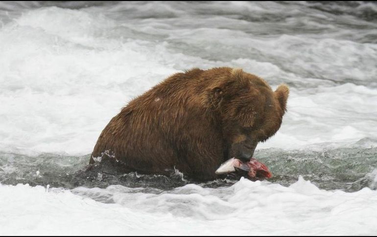 Las técnicas para cazar osos incluyen atraerlos con rosquillas, usar linternas para cegarlos o dispararles mientras hibernan con sus cachorros. AP/ARCHIVO