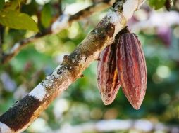 La semillas de cacao de algunos árboles de Perú son muy especiales. JOERG STEBER/GETTY IMAGES