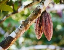 La semillas de cacao de algunos árboles de Perú son muy especiales. JOERG STEBER/GETTY IMAGES