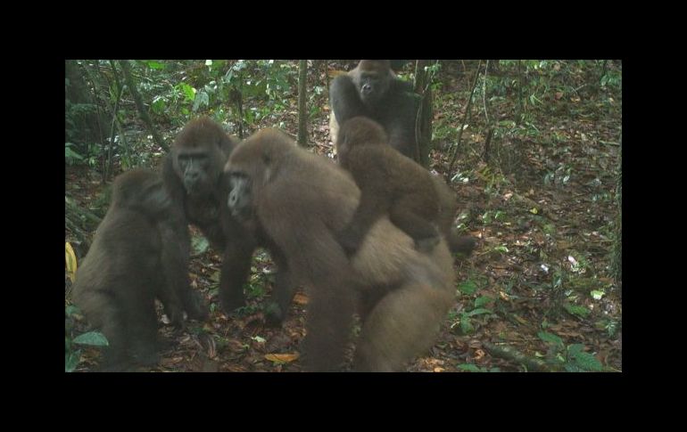 Las insólitas imágenes familiares del gorila más difícil de ver en el mundo