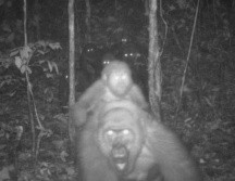 Se usaron cámaras nocturnas para ver a este esquivo primate. WCS Nigeria