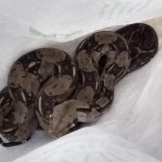 Encuentran una boa en el patio de una casa en Santa Tere