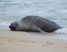 El mamífero es macho, tiene un peso aproximado de 500 kilos y se encuentra pasando a la adultez. CORTESÍA/Paulina Vidriales