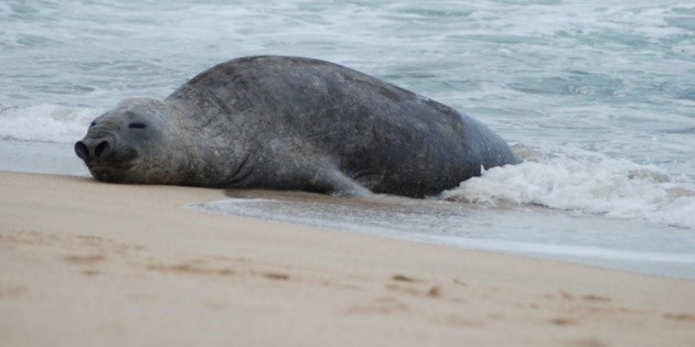 Elefante marino permanece en playas de Nayarit
