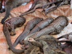 La carne de pangolín es muy apreciada en el mercado asiático. AFP/ARCHIVO