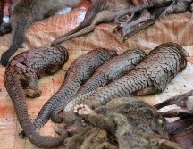 La carne de pangolín es muy apreciada en el mercado asiático. AFP/ARCHIVO