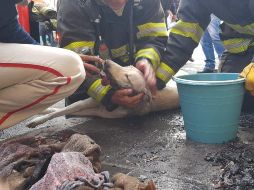 Bomberos aplican oxígeno a una perrita que resultó intoxicada por la inhalación de humo. ESPECIAL