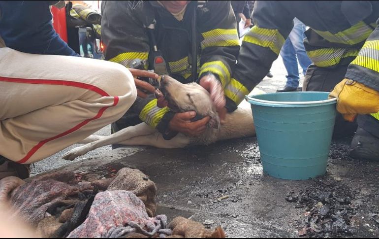 Bomberos aplican oxígeno a una perrita que resultó intoxicada por la inhalación de humo. ESPECIAL