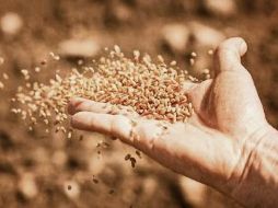 La parábola del sembrador nos pone en guardia de todo lo que nos distrae del proyecto de comunión al que el Padre nos invita. ESPECIAL