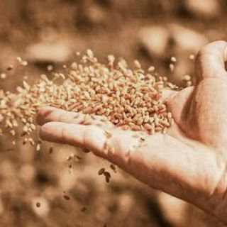 Salió el sembrador a sembrar