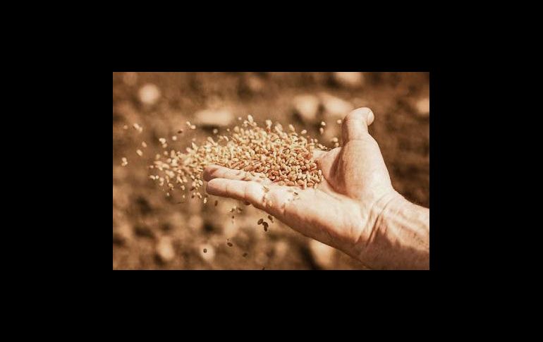 La parábola del sembrador nos pone en guardia de todo lo que nos distrae del proyecto de comunión al que el Padre nos invita. ESPECIAL