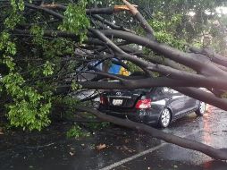 Informaron la caída tres árboles sobre la avenida Mariano Otero, al cruce de la calle Primavera sobre un vehículo, al cruce con Trueno y otro más en el cruce de la avenida Washington. EL INFORMADOR / C. Lemus
