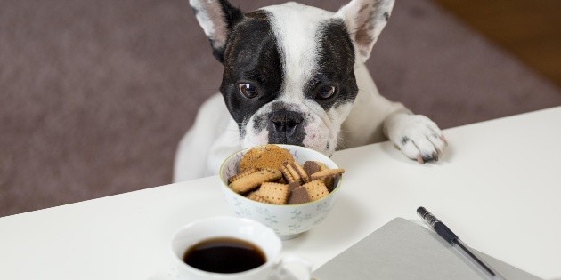 &iexcl;Eso no! Los alimentos que no pueden comer los perros