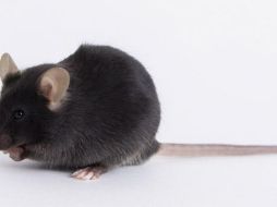 El ratón utilizado en la investigación del nuevo coronavirus se denominó k18-hACE2. THE JACKSON LABORATORY (JAX)