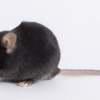 Vacuna contra el covid-19: cómo unos ratones modificados genéticamente se volvieron objeto de una disputa mundial