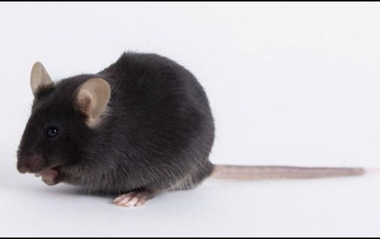 El ratón utilizado en la investigación del nuevo coronavirus se denominó k18-hACE2. THE JACKSON LABORATORY (JAX)
