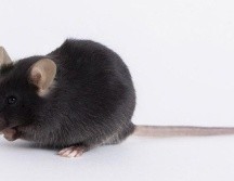 El ratón utilizado en la investigación del nuevo coronavirus se denominó k18-hACE2. THE JACKSON LABORATORY (JAX)