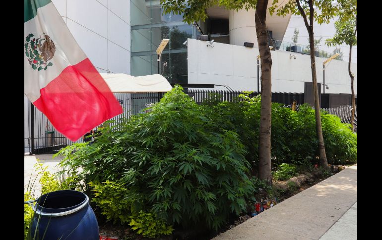 Las plantas de mariguana sembradas en las afueras del Senado, en Ciudad de México. EFE/J. Pazos Las plantas de mariguana sembradas en las afueras del Senado, en Ciudad de México. EFE/J. Pazos