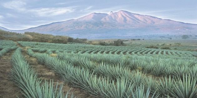 Tequila despierta a la magia