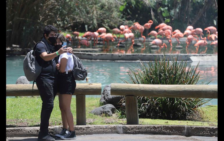 El Zoológico Guadalajara pide mantener la distancia social entre los visitantes, lavarse las manos y portar cubrebocas en todo momento. SUN / C. Zepeda