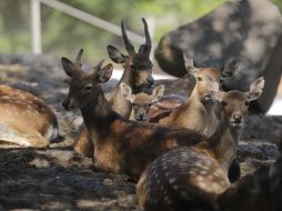 Los nuevos habitantes del zoológico son parte del “plan de colección”, con el que determinan cuáles especies van a reproducir cada año. EL INFORMADOR/F. Atilano