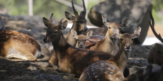 En contingencia, nacen 70 cr&iacute;as en el Zool&oacute;gico de Guadalajara