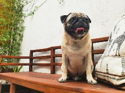 CAN. Estos animalitos se han convertido en la compañía ideal para muchos humanos. EL INFORMADOR • R. Romero