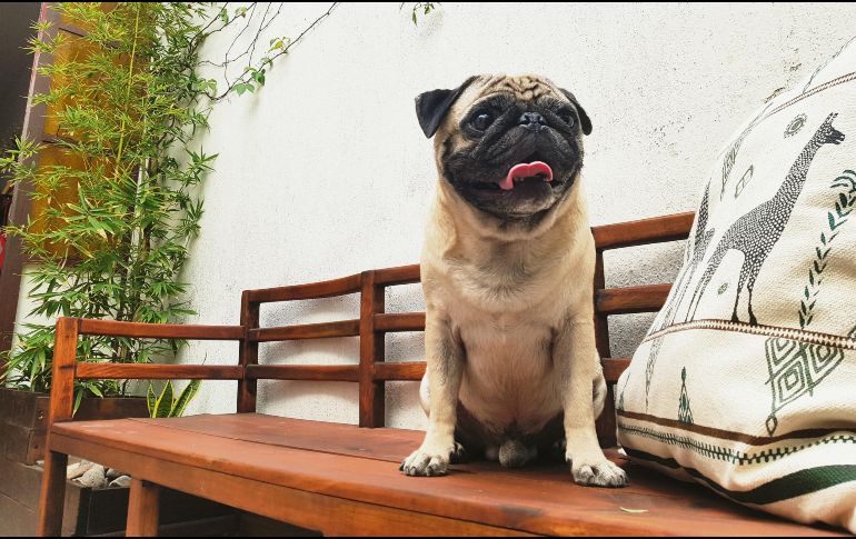 CAN. Estos animalitos se han convertido en la compañía ideal para muchos humanos. EL INFORMADOR • R. Romero