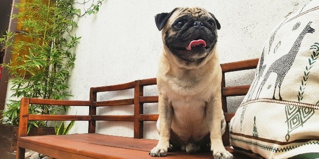 Cambia tu vida con un perrito