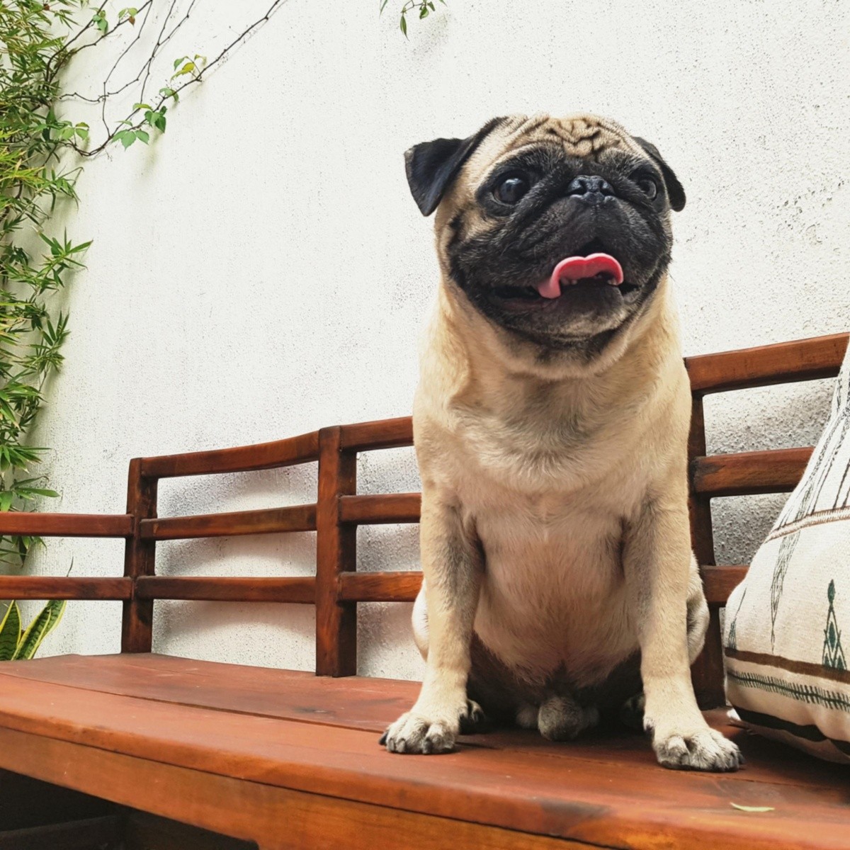 Cambia Tu Vida Con Un Perrito El Informador Noticias De Jalisco Mexico Deportes Entretenimiento