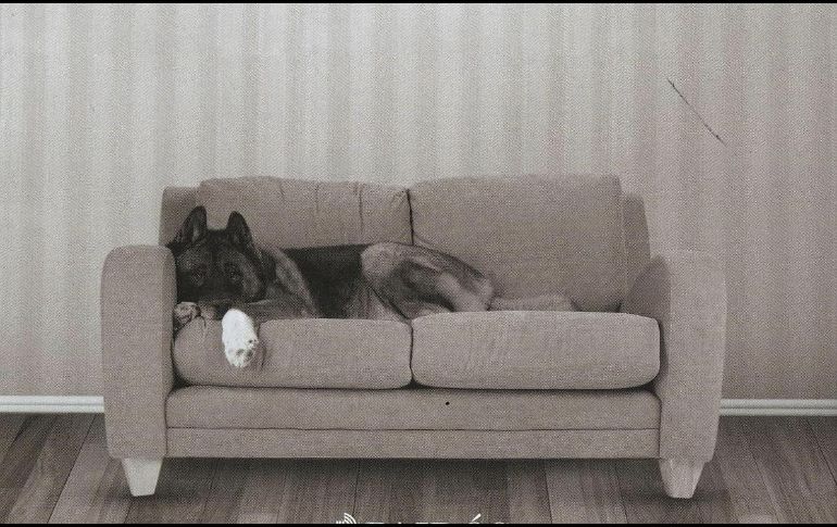 Un libro que complementa la bibliografía canina con énfasis en analizar la compleja relación entre animales y humanos es “Pets”.