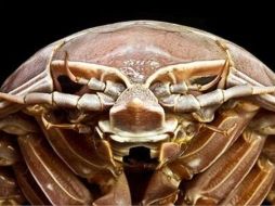 El Bathynomus raksasa se encuentra entre las ocho especies conocidas de isópodos supergigantes. LIPI