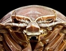 El Bathynomus raksasa se encuentra entre las ocho especies conocidas de isópodos supergigantes. LIPI