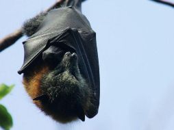 ¿Sabías que los murciélagos pueden vivir hasta 40 años? HUW EVANS PICTURE AGENCY