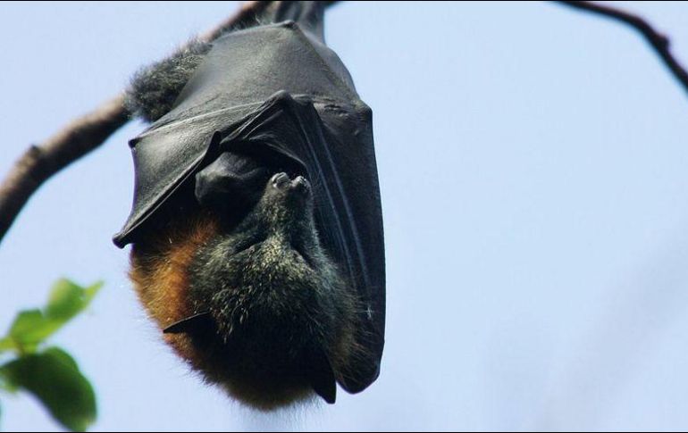 ¿Sabías que los murciélagos pueden vivir hasta 40 años? HUW EVANS PICTURE AGENCY