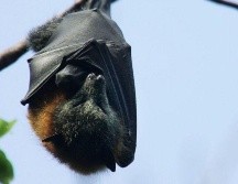 ¿Sabías que los murciélagos pueden vivir hasta 40 años? HUW EVANS PICTURE AGENCY