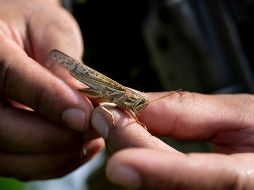 Plagas de langostas han afectado este año en países como El Salvador y Argentina. AFP/ARCHIVO