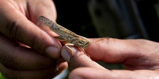 Detectan langostas en cultivos de Veracruz