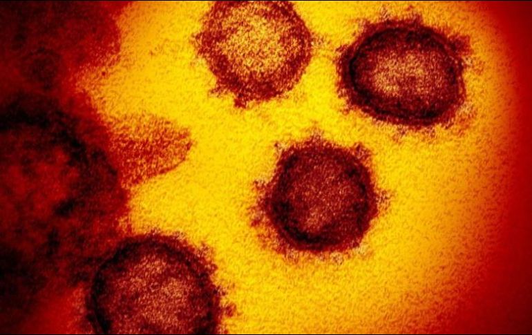Muchos laboratorios han elegido una proteína que se encuentra en la corona de virus como blanco para neutralizar sus efectos. GETTY IMAGES
