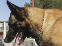 Familiares del perro señalan que una prueba de sangre que le hicieron, indicaban que el can probablemente tenía cáncer. EL INFORMADOR / ARCHIVO